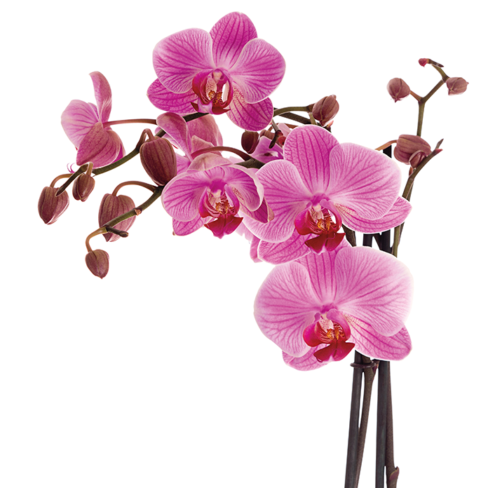 Orchid