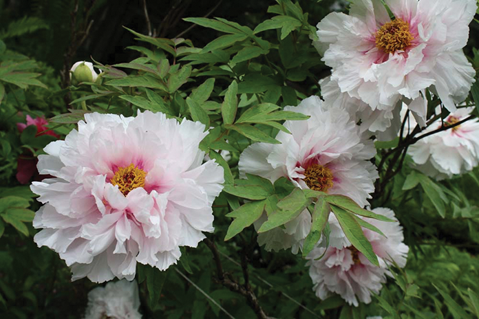 Trapp_Peonies