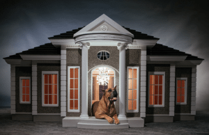 HecateVerona-Colonial-front-brown-dog