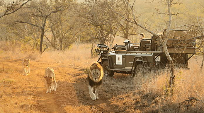 South Africa Lions