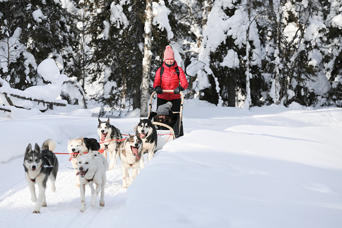 Huskies