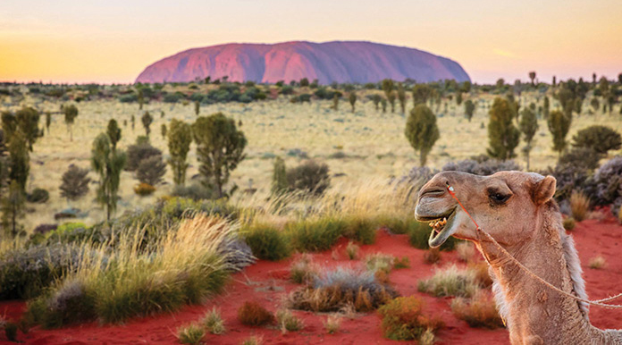 A camel safari at sunset offers amazing views of Uluru.