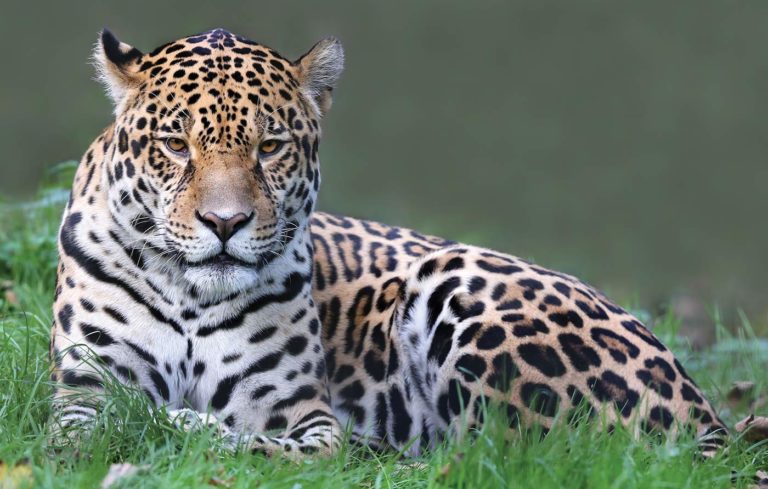 Image of Jaguar