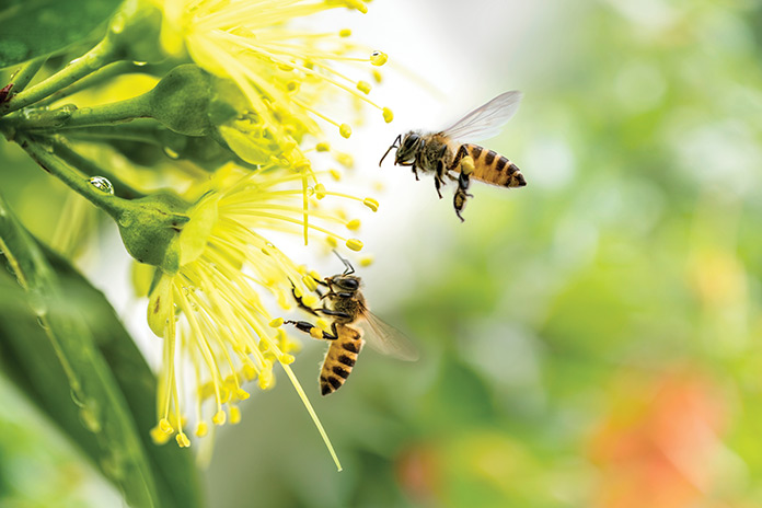 Two bees pollinating on a flower