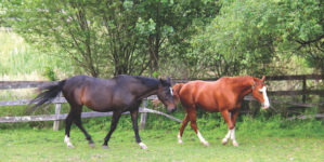 Image of horses